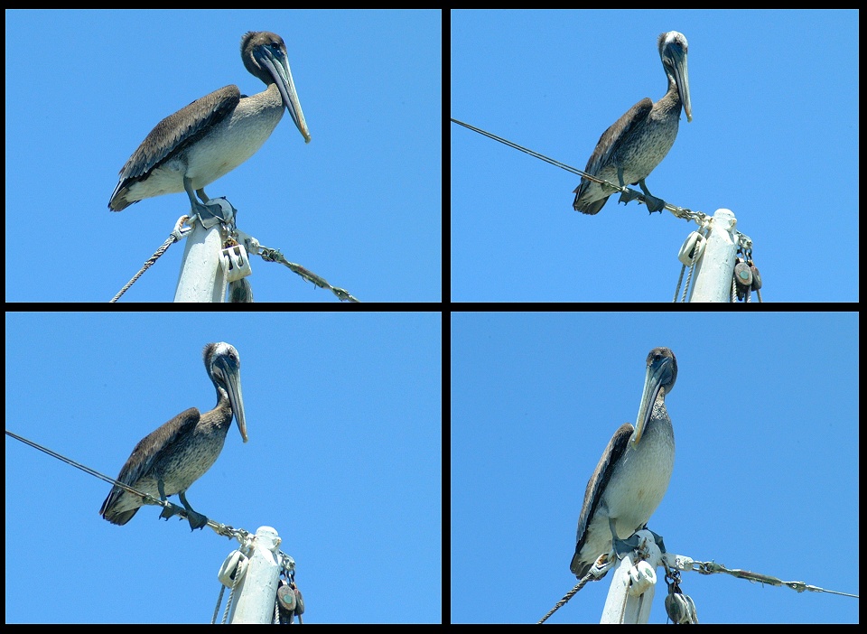 (01) montage (pelicans).jpg   (960x702)   206 Kb                                    Click to display next picture